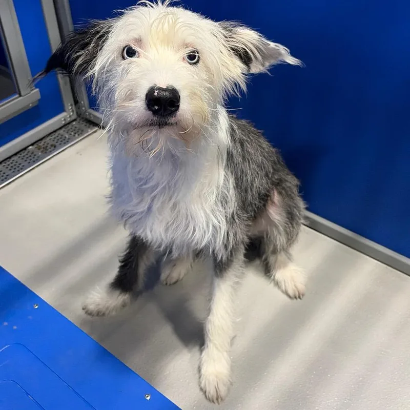 An adult medium-sized male White / Cream Australian Shepherd dog named Blue KCAC for adoption in Kerrville, TX