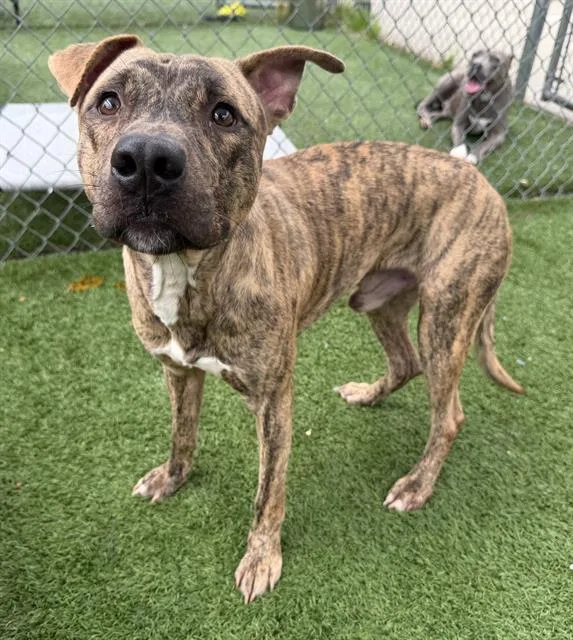 A young medium-sized male Mixed Breed dog named Driftie for adoption in Columbia, SC