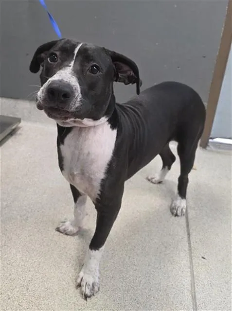 A young large-sized male American Staffordshire Terrier dog named Osiris for adoption in Tallahassee, FL