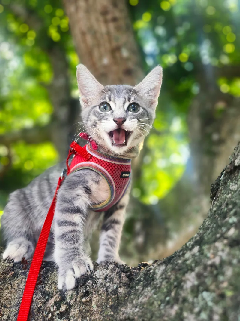 A baby medium-sized female Tabby (Gray / Blue / Silver) Domestic Short Hair cat named Oliander for adoption in Sunrise, FL