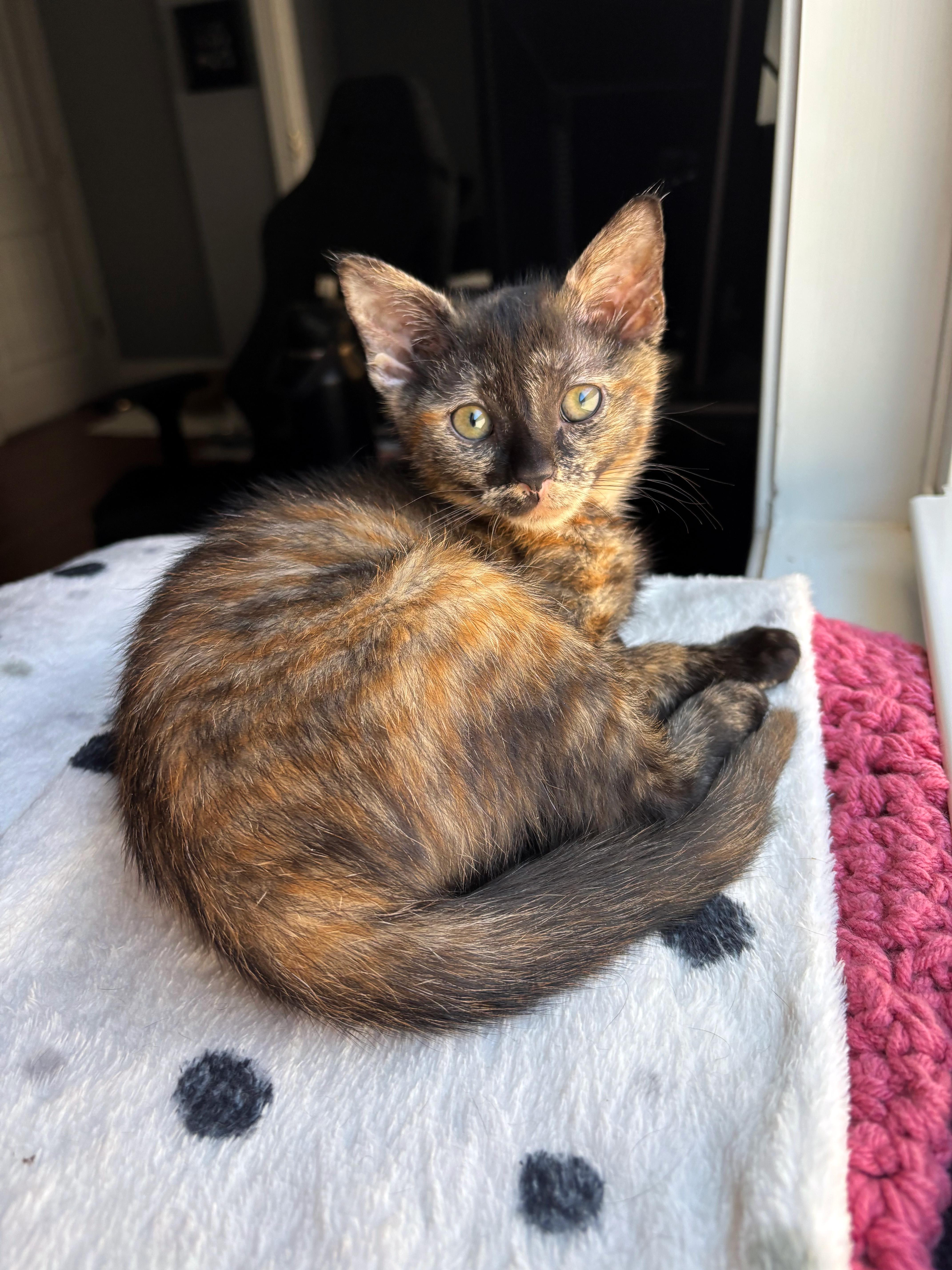 A baby medium-sized female Tortoiseshell Domestic Short Hair cat named Tractor Girl for adoption in Apex, NC