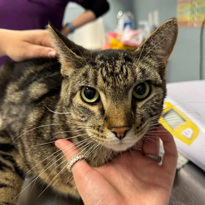 A young medium-sized male Domestic Short Hair cat named Rome for adoption in New Castle, DE