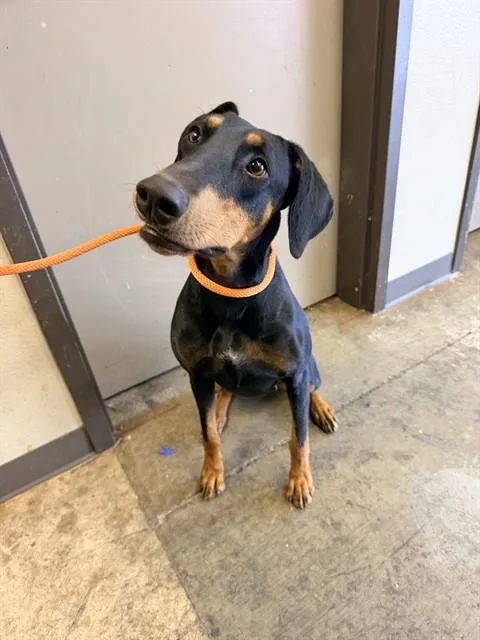A young small-sized female Doberman Pinscher dog named Amelia for adoption in Ontario, CA