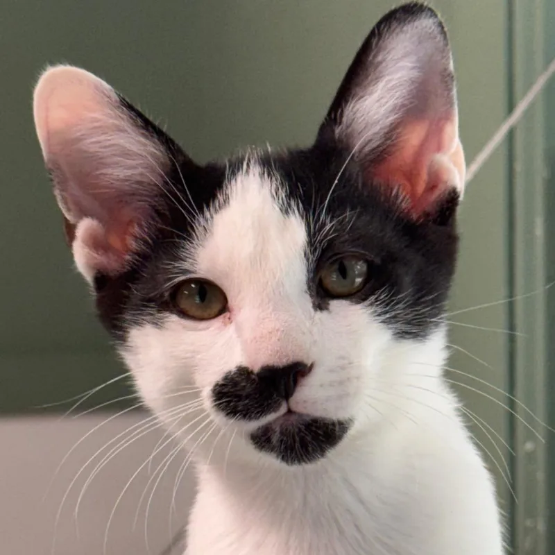 A baby small-sized male Black Domestic Short Hair cat named Marco for adoption in Decatur, GA