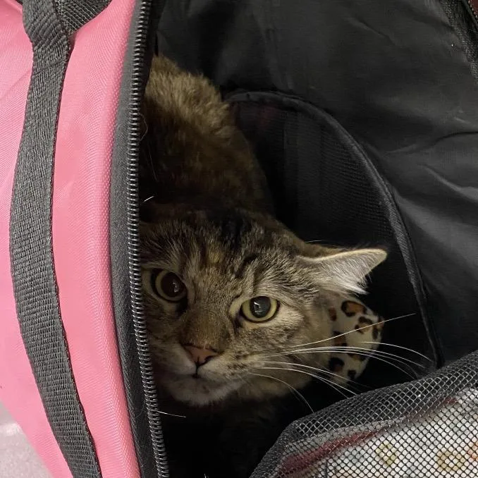 A young medium-sized female Brown / Chocolate Domestic Short Hair cat named Angel for adoption in Hannibal, MO