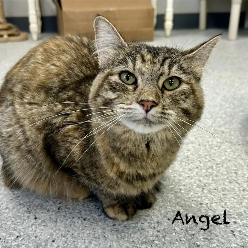 Angel thumbnail 2