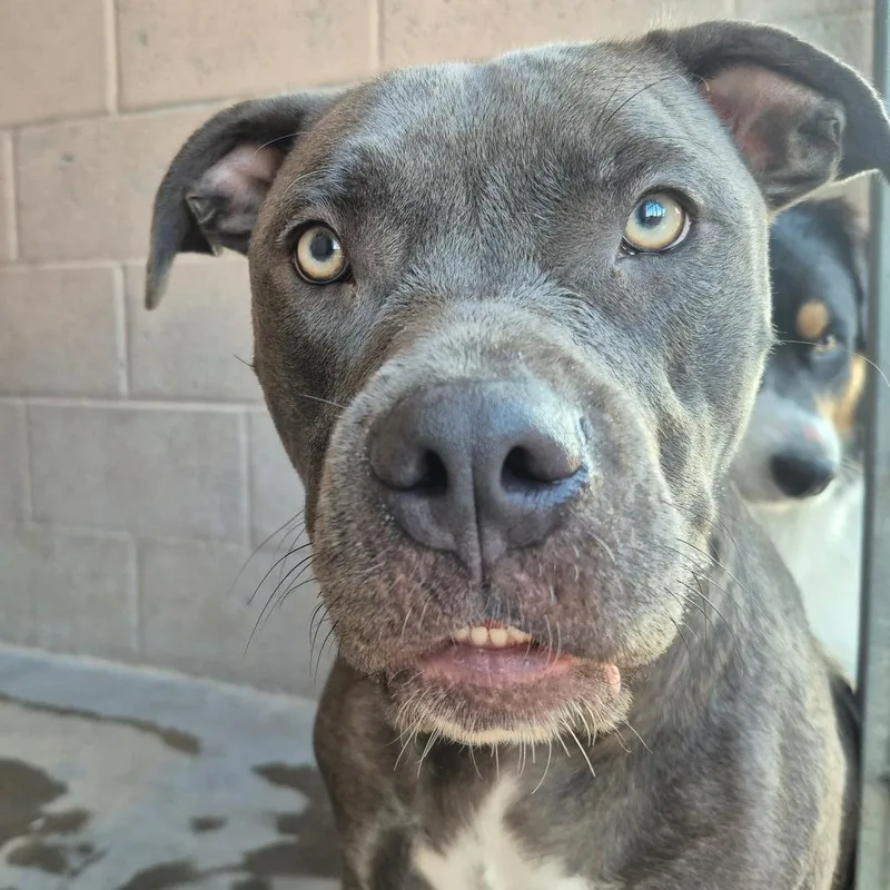 An adult large-sized female Pit Bull Terrier dog named Mya for adoption in Yuma, AZ