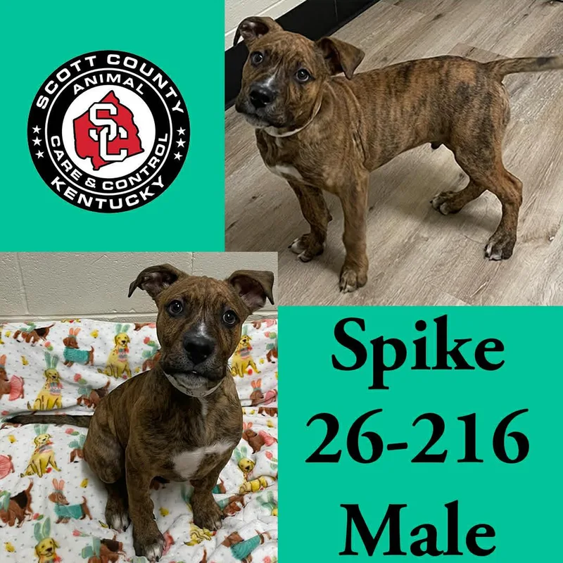 Spike