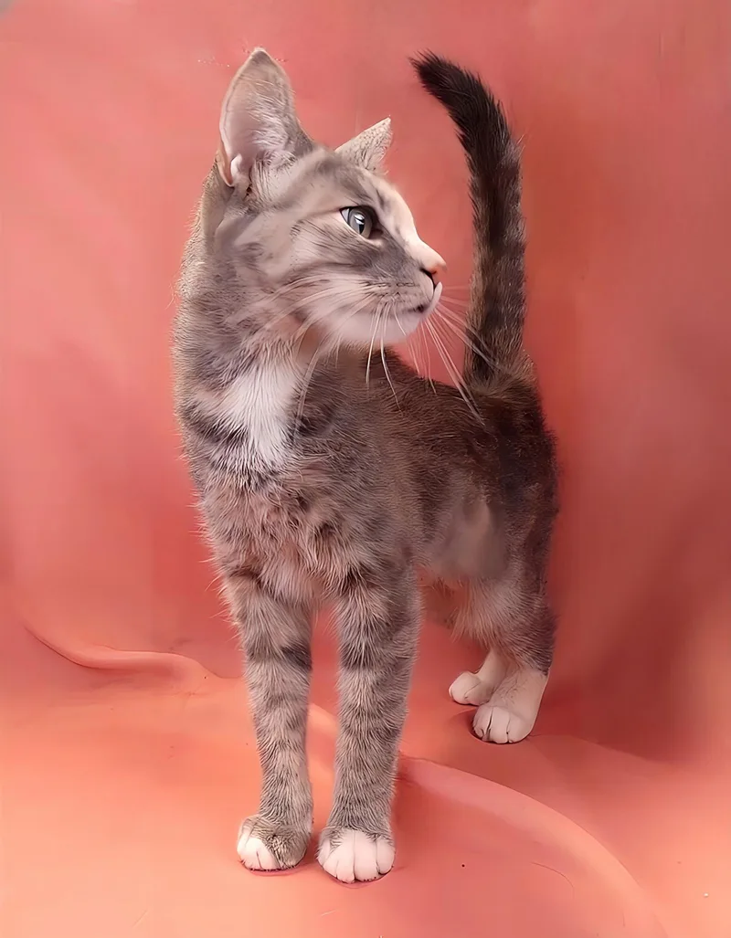 An adult small-sized female Domestic Short Hair cat named Sarabi for adoption in Pasadena, CA
