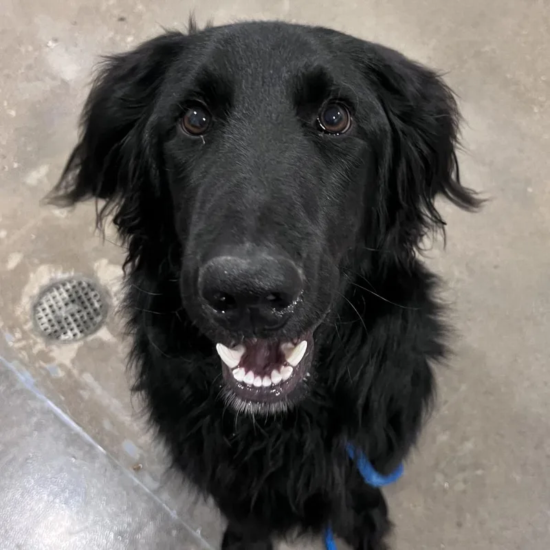 A young medium-sized male Black Flat-Coated Retriever dog named Haywire for adoption in Washburn, MO