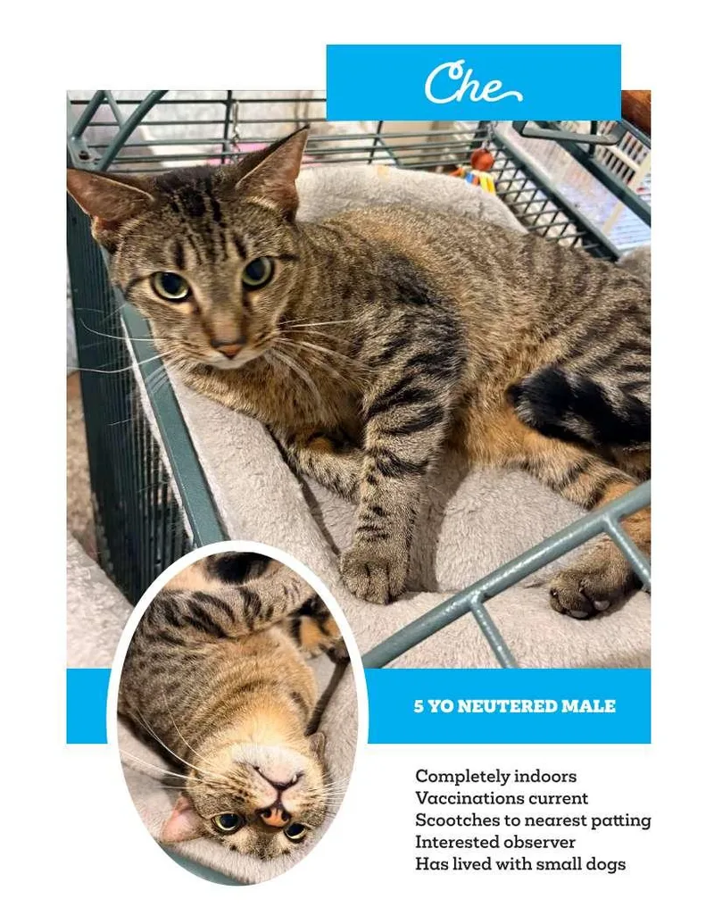 An adult medium-sized male Black American Shorthair cat named Chepick Me for adoption in Franklin, TN
