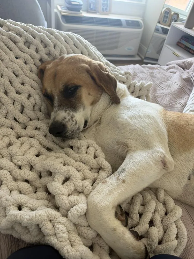 A young large-sized male Hound dog named Bear for adoption in Manhattan, NY