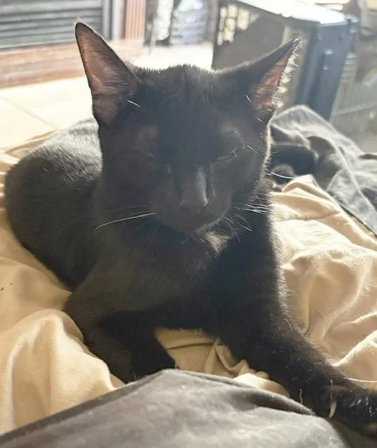 A young medium-sized female Black & White / Tuxedo Domestic Short Hair cat named Eva Porter for adoption in Philadelphia, PA