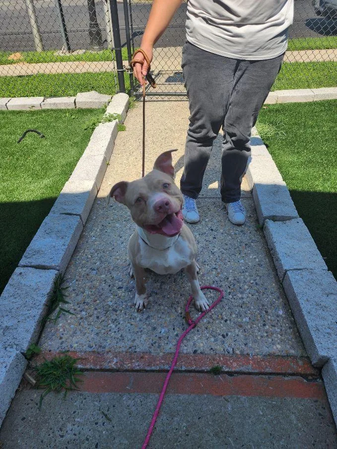 A young medium-sized male Yellow / Tan / Blond / Fawn American Staffordshire Terrier dog named Enzo for adoption in Perth Amboy, NJ