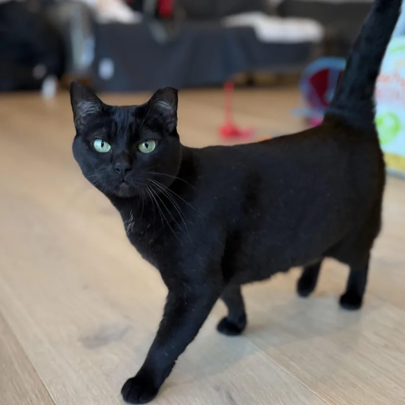 An adult medium-sized female Black Domestic Short Hair cat named Chloe for adoption in San Carlos, CA