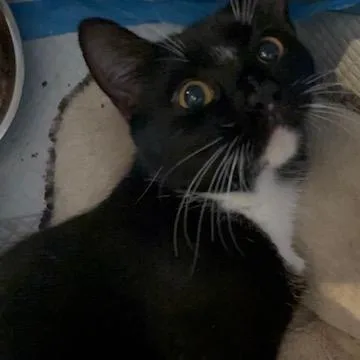A young small-sized male Black Domestic Short Hair cat named Hans Hudson for adoption in Merrifield, VA