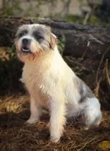 An adult medium-sized male Mixed Breed dog named Bobo for adoption in Guntersville, AL