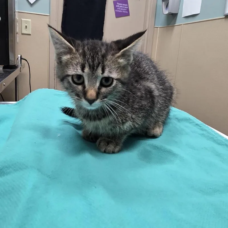 A baby small-sized female Brown / Chocolate Domestic Short Hair cat named Goat Cheese for adoption in Tacoma, WA