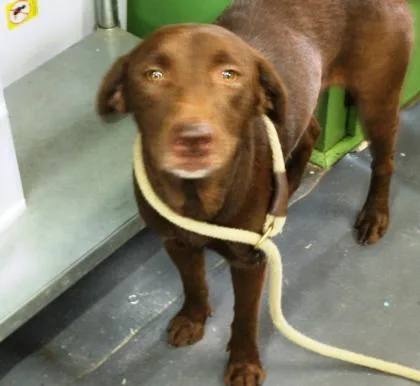 A young large-sized female Labrador Retriever dog named Hershey for adoption in Picayune, MS