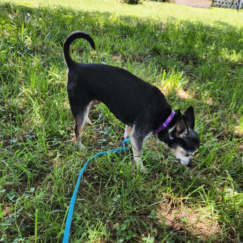 A senior small-sized female Chihuahua dog named Myrtle for adoption in Shelby, NC
