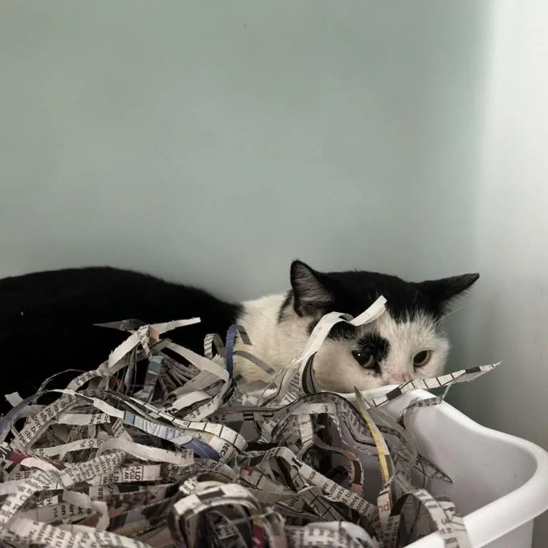 An adult medium-sized male Black Domestic Short Hair cat named Fuzzy Potter for adoption in Gadsden, AL