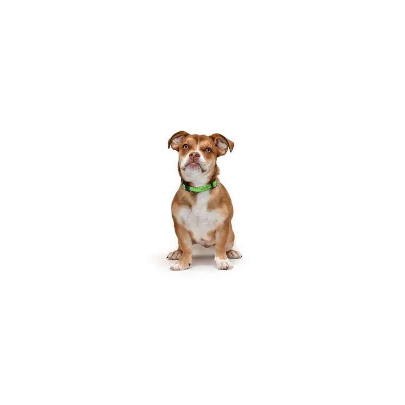 A young small-sized female Brown / Chocolate Mixed Breed dog named Sol for adoption in Playa Vista, CA