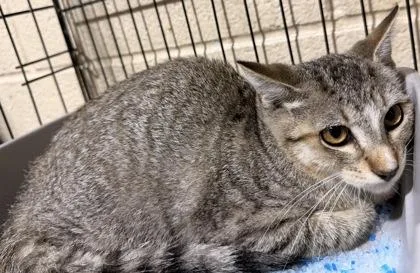 An adult small-sized male Tabby (Brown / Chocolate) Domestic Short Hair cat named Vlad for adoption in Harlingen, TX