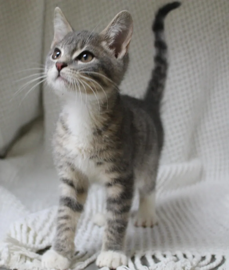 A baby medium-sized male Domestic Short Hair cat named Ghosty for adoption in Prattville, AL