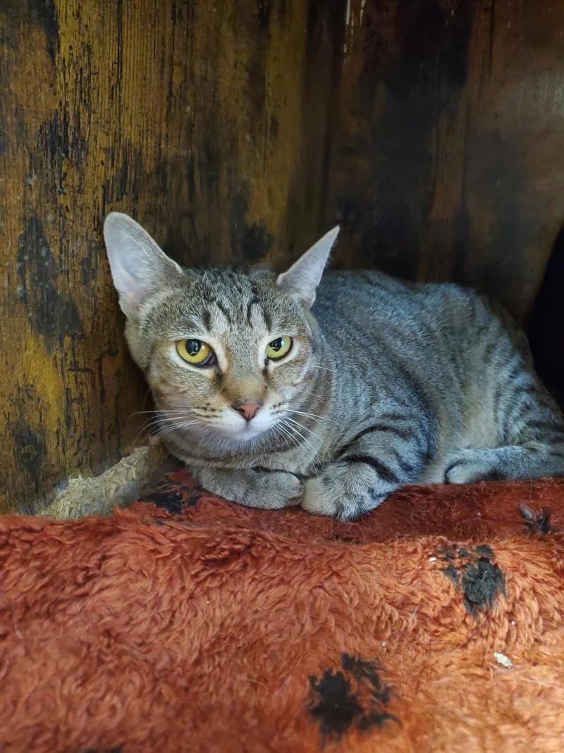 A young medium-sized female Tabby (Brown / Chocolate) Domestic Short Hair cat named Gamora for adoption in Kalamazoo, MI