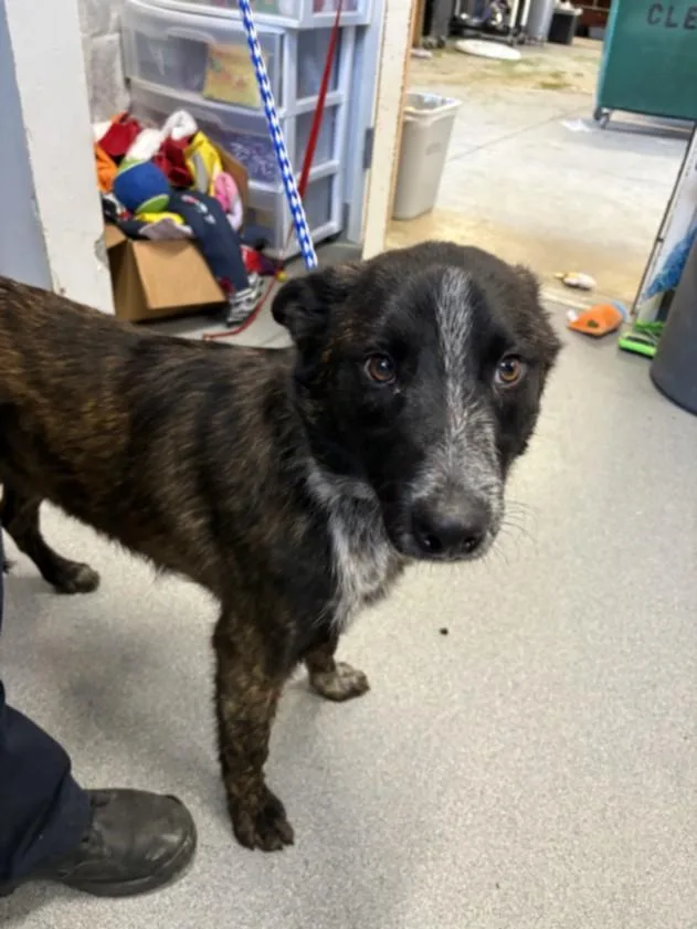 An adult large-sized male Belgian Shepherd / Malinois dog named A for adoption in Olivehurst, CA