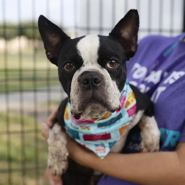 A young small-sized female Boston Terrier dog named Bayleen for adoption in San Antonio, TX