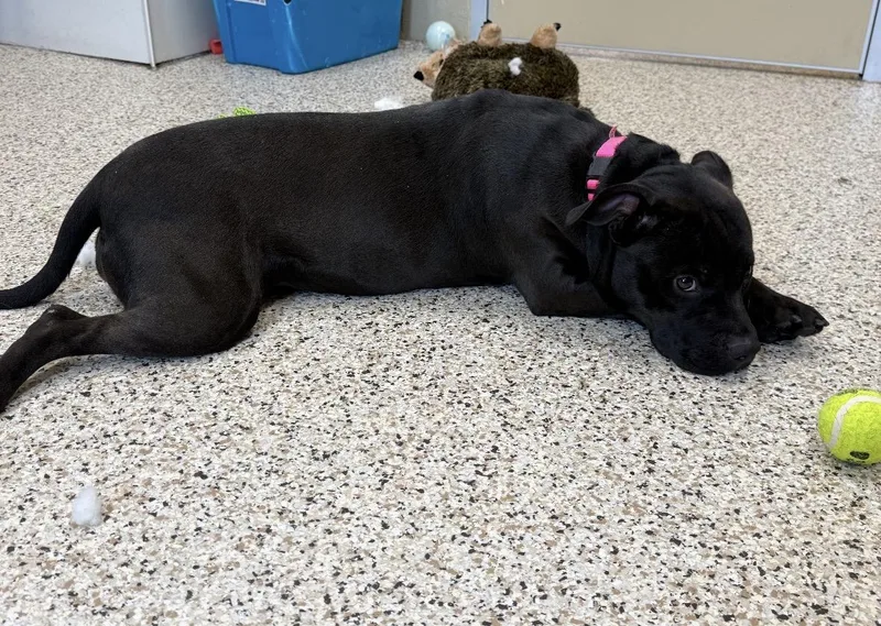 An adult large-sized female Pit Bull Terrier dog named Andie for adoption in Youngstown, OH