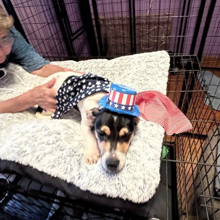 Sweet Pea thumbnail 2