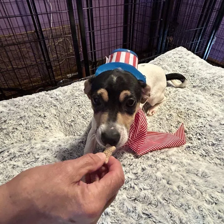 Sweet Pea thumbnail 4