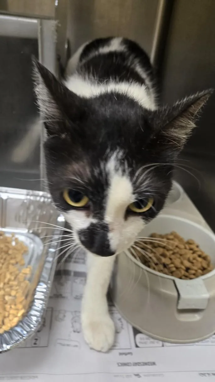 A young small-sized female Domestic Short Hair cat named Oreo for adoption in Texas City, TX