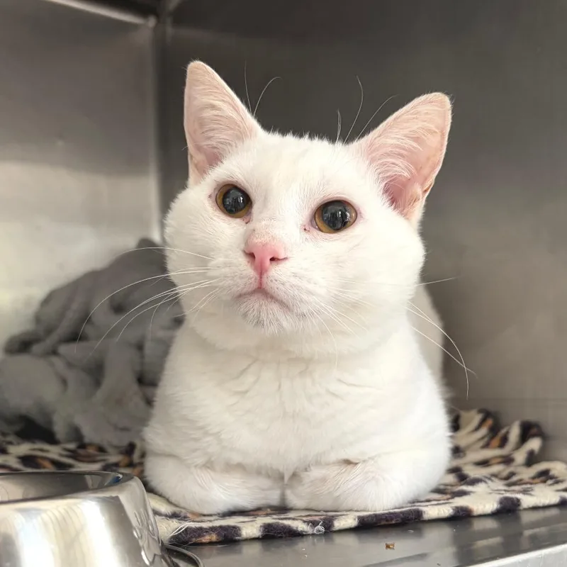 A young medium-sized male Domestic Short Hair cat named Snow for adoption in Cumming, GA