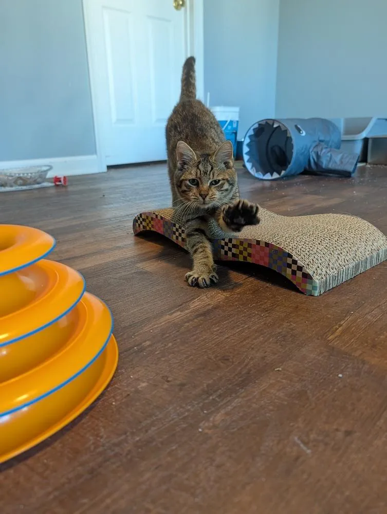 A baby small-sized male Domestic Short Hair cat named Bucky for adoption in Harpers Ferry, WV