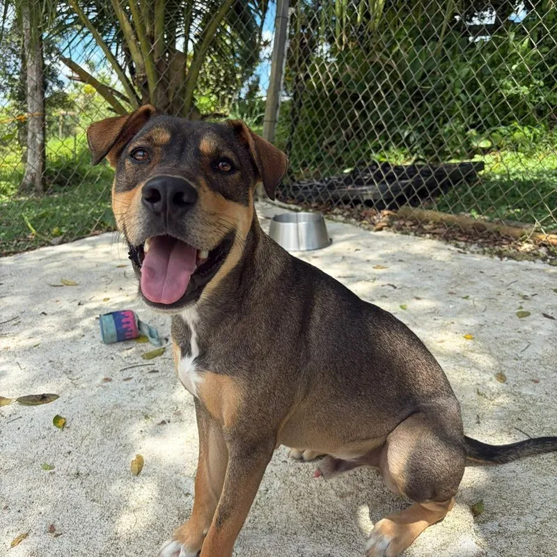 An adult medium-sized male Yellow / Tan / Blond / Fawn Mixed Breed dog named Mr. Bean for adoption in San Juan, PR