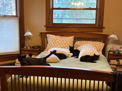 A young large-sized male Domestic Short Hair cat named Ember for adoption in Verona, WI