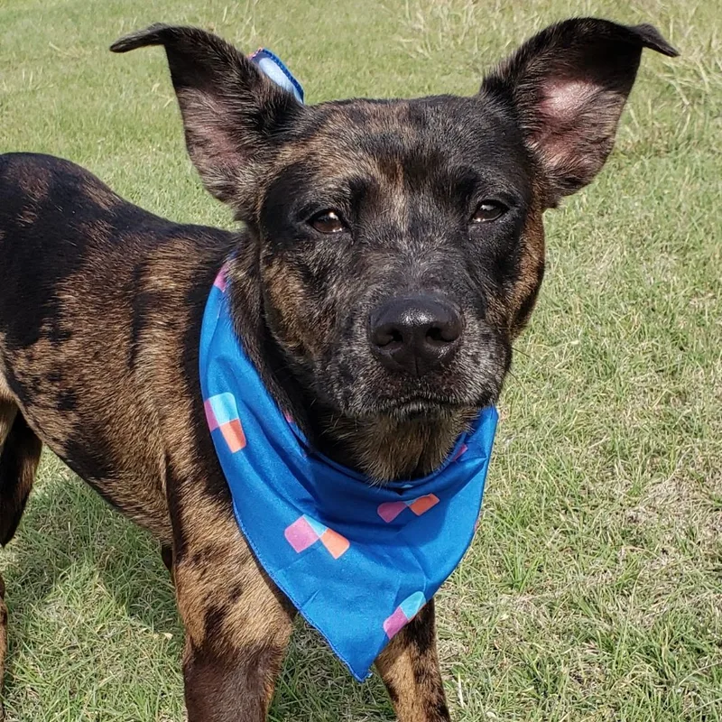 A baby medium-sized male Harlequin Mixed Breed dog named Pongo for adoption in Leander, TX