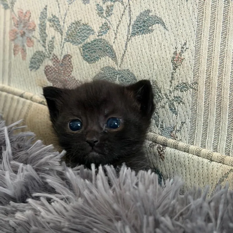 Cosmic Brownie thumbnail 3