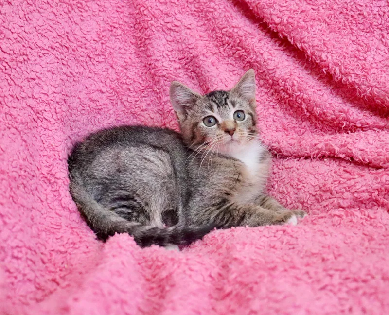 A baby medium-sized female Tabby (Buff / Tan / Fawn) Abyssinian cat named Shrimp for adoption in Saint Augustine, FL