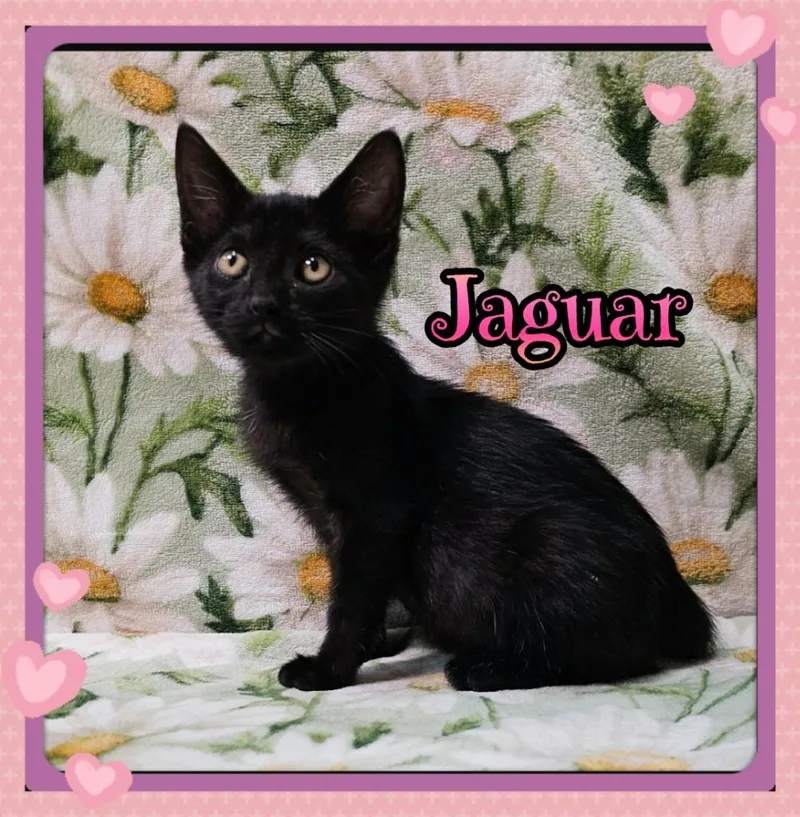 A baby small-sized male Domestic Short Hair cat named Jaguar for adoption in Jacksonville, IL