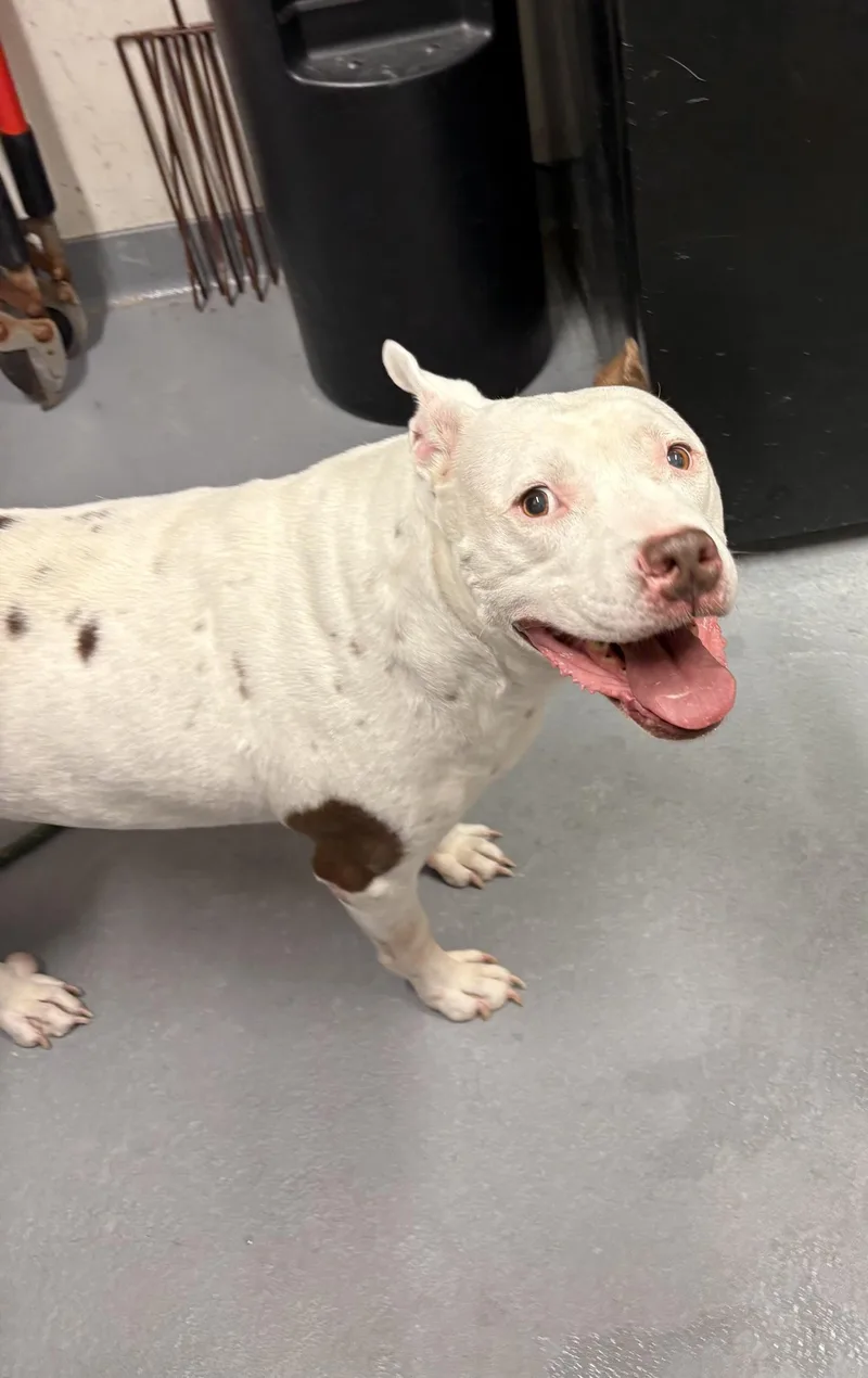 A senior large-sized male Brown / Chocolate Pit Bull Terrier dog named Blaze for adoption in Ashland, VA