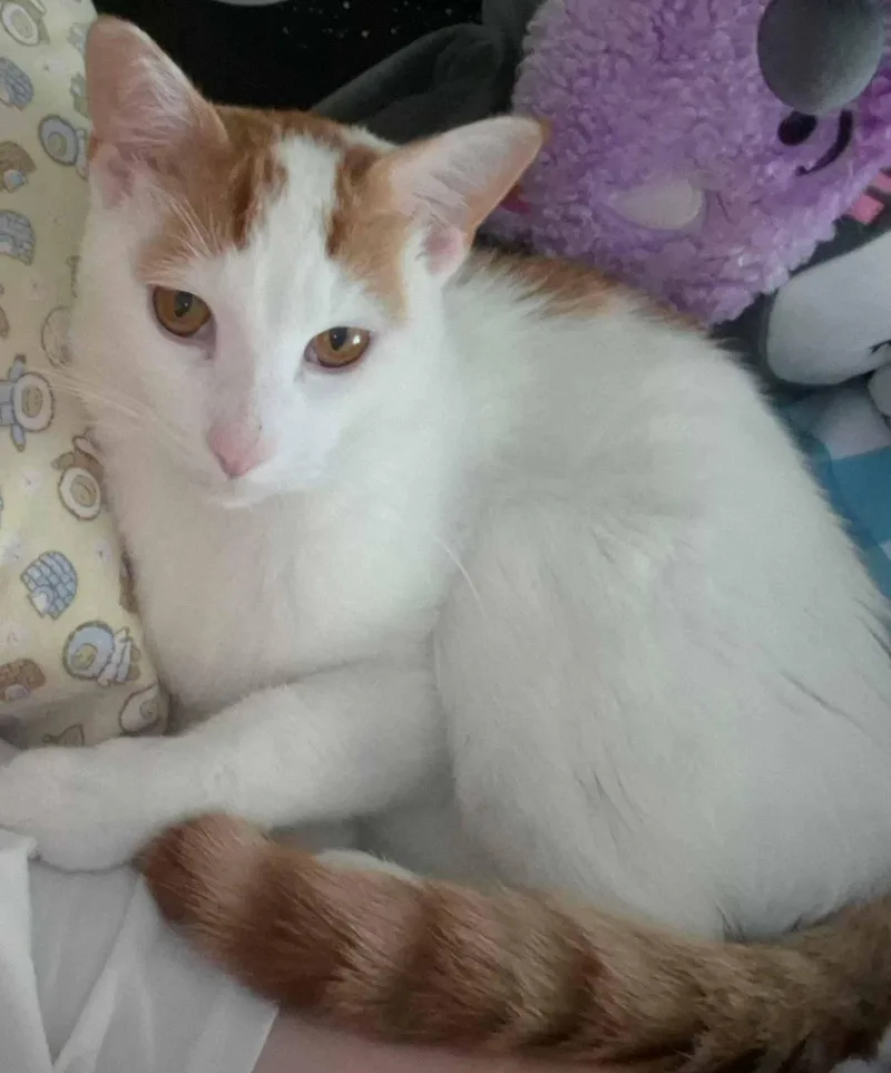 A young medium-sized male Orange & White Domestic Short Hair cat named Yoshi yr for adoption in Sterling, MA