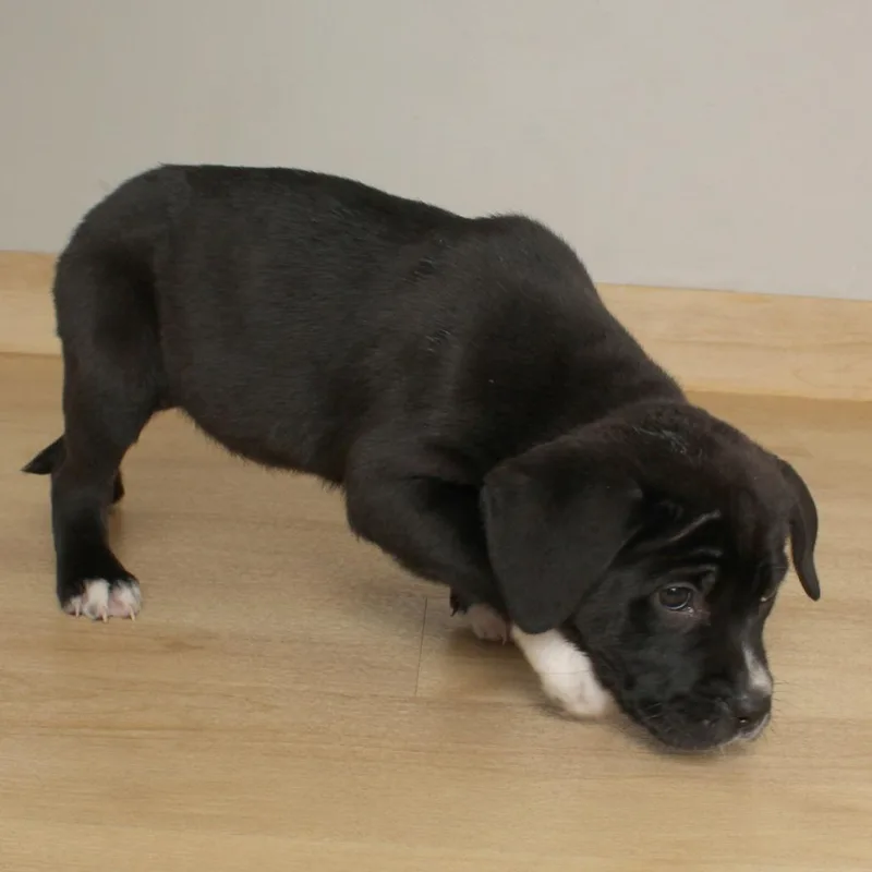 Bubbles D thumbnail 3