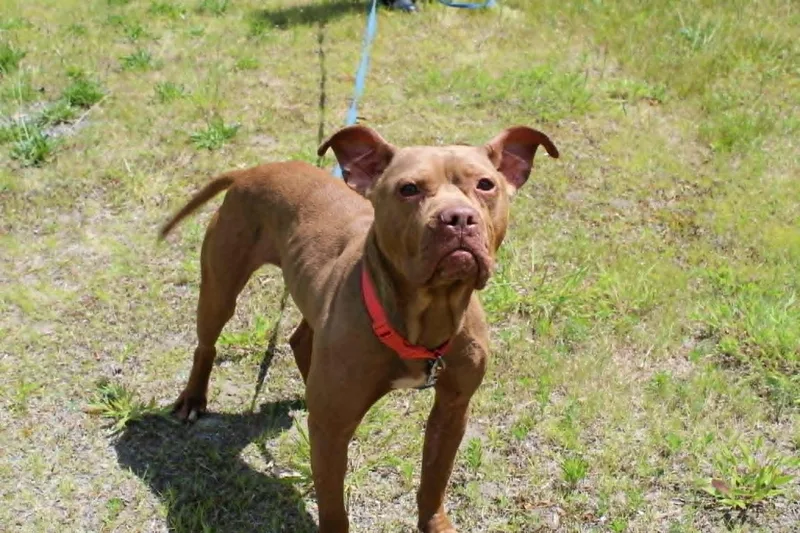 A young medium-sized female Red / Chestnut / Orange American Staffordshire Terrier dog named Delilah for adoption in Brockton, MA
