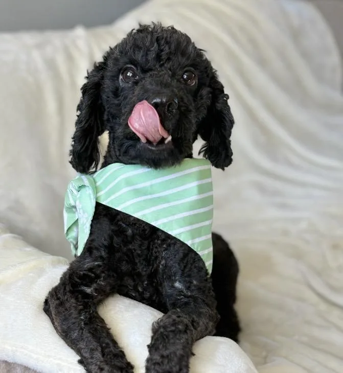 An adult small-sized male Miniature Poodle dog named Crumble for adoption in Philadelphia, PA