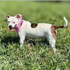 An adult medium-sized female Pit Bull Terrier dog named Sadie D for adoption in Lebanon, TN