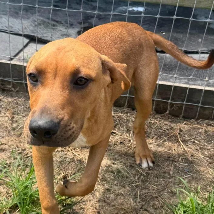 A young medium-sized male Brown / Chocolate Labrador Retriever dog named Butterscotch for adoption in Briarcliff Manor, NY